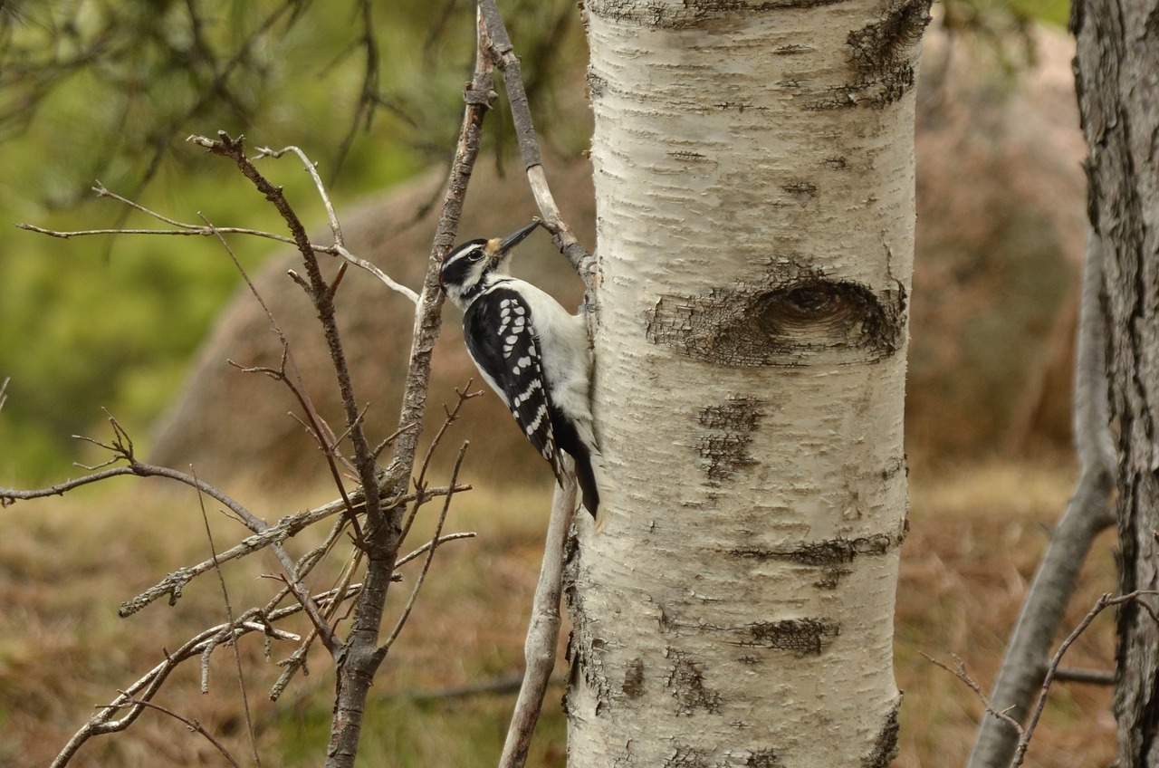 woodpecker bird tree free photo