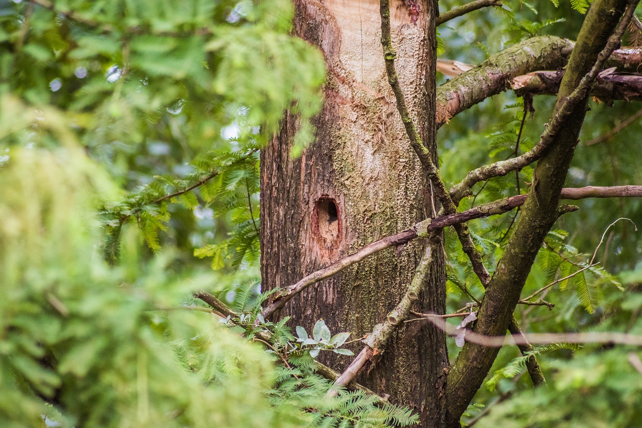 woodpecker hole bird's nest free photo