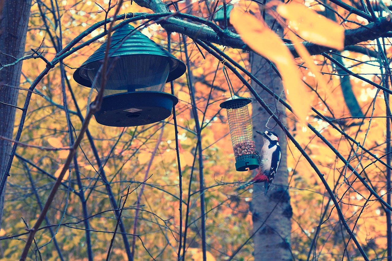 woodpecker autumn bird free photo