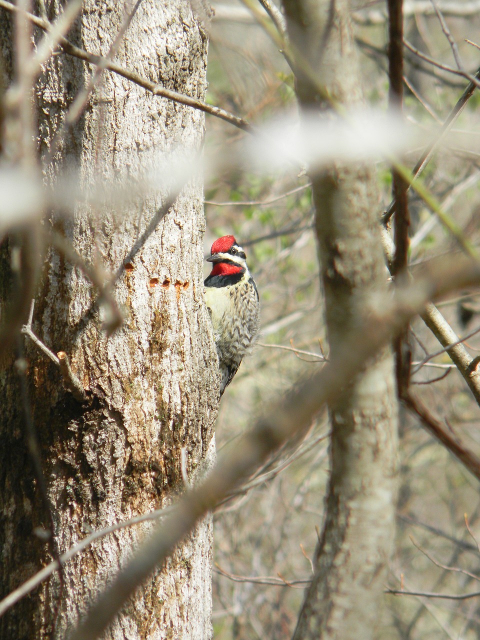 woodpecker bird nature free photo