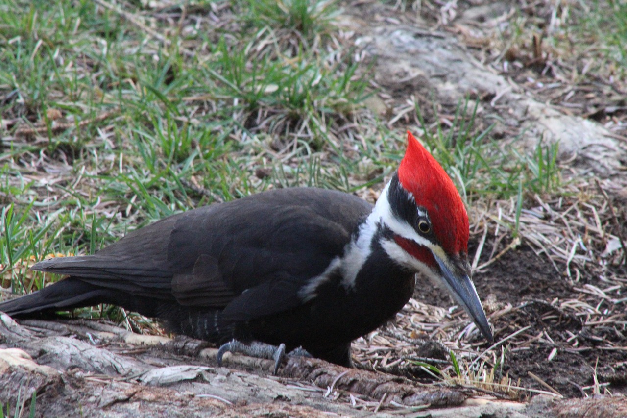 woodpecker outdoors bird free photo