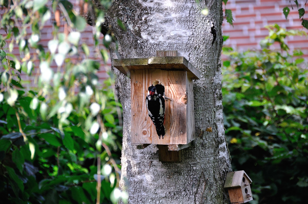 woodpecker nature birch free photo