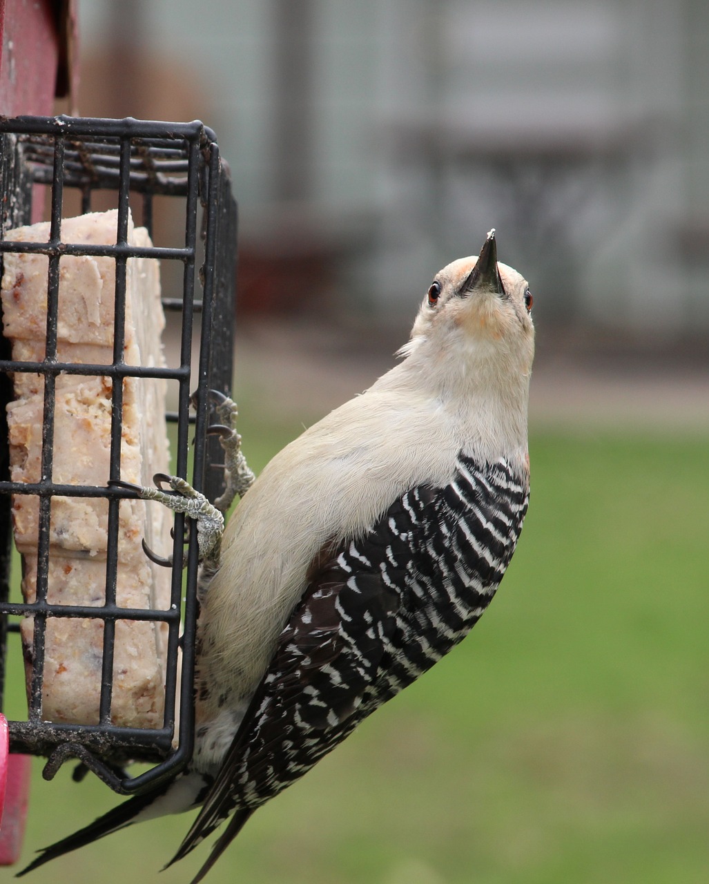 woodpecker watching bird free photo