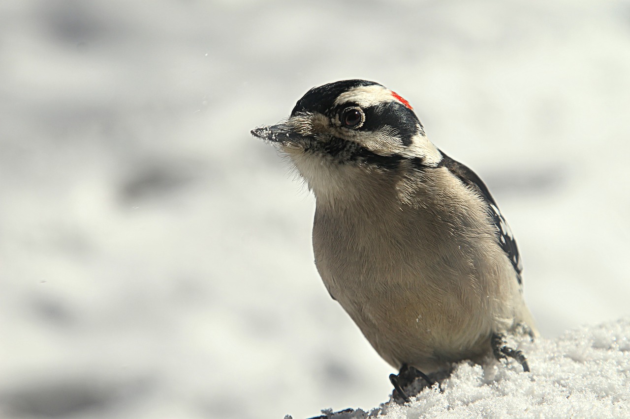 woodpecker bird winter free photo