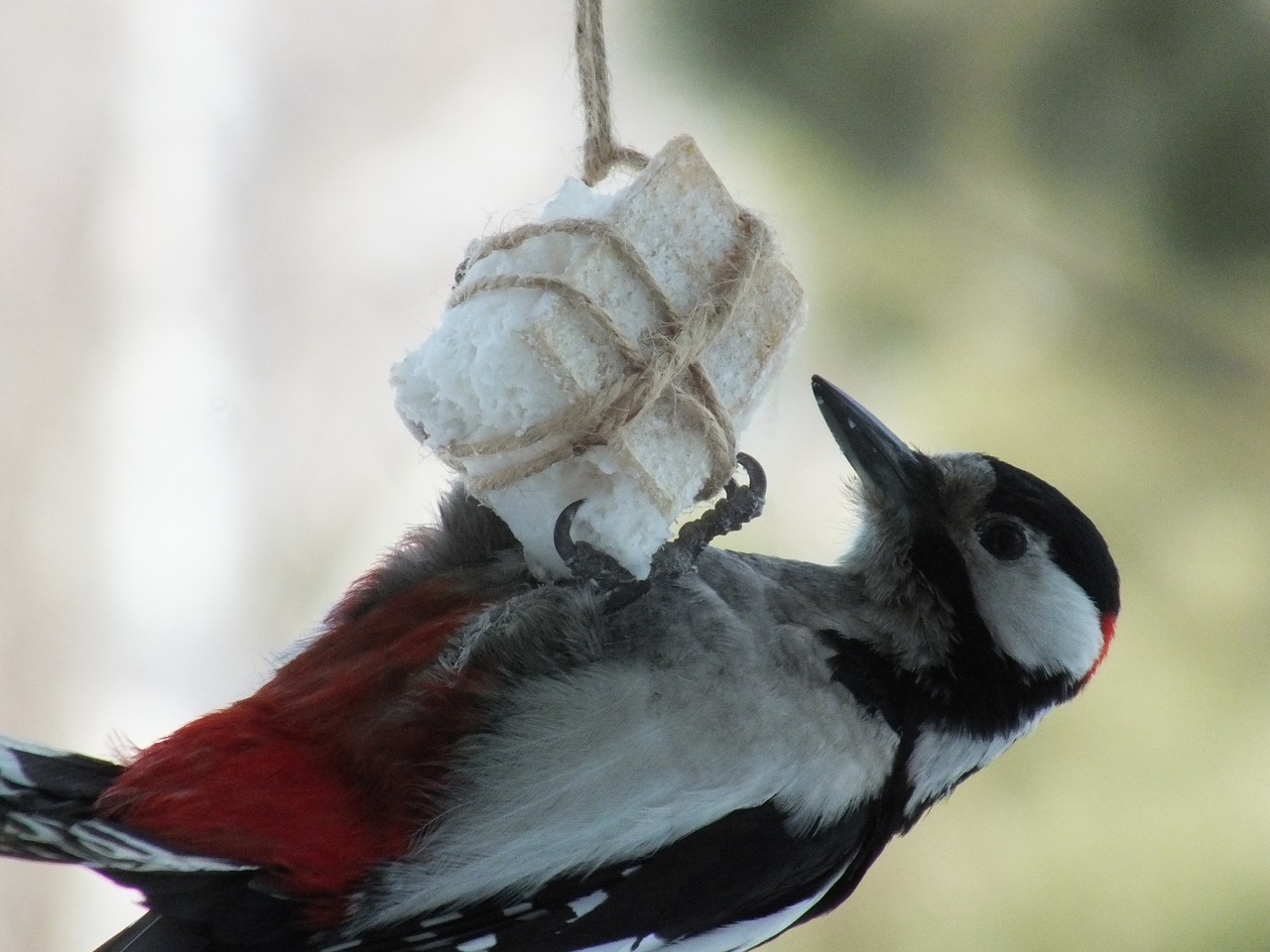 woodpecker birds close free photo