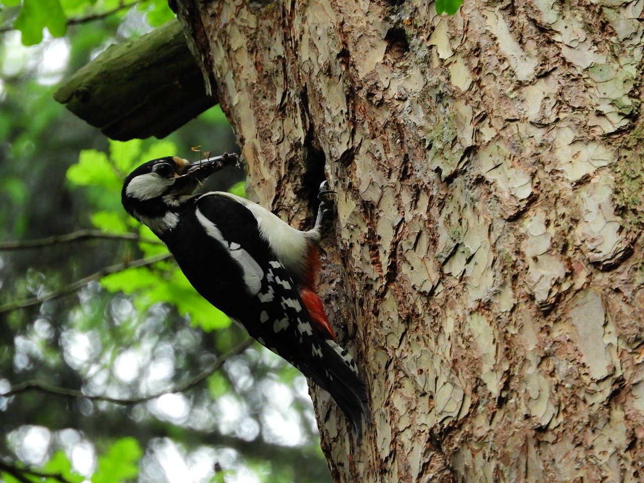 woodpecker forest bird free photo