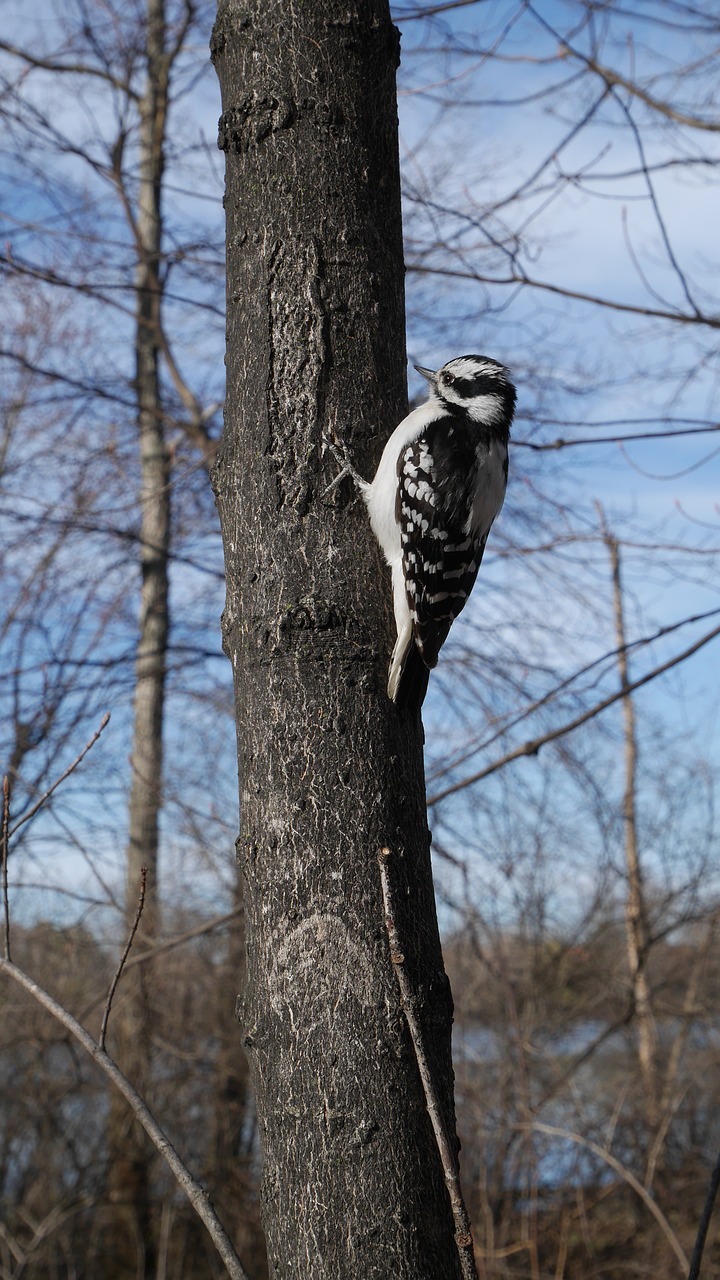 woodpecker bird canada free photo