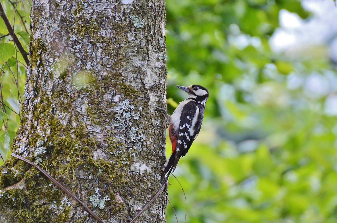 woodpecker great spotted woodpecker bird free photo