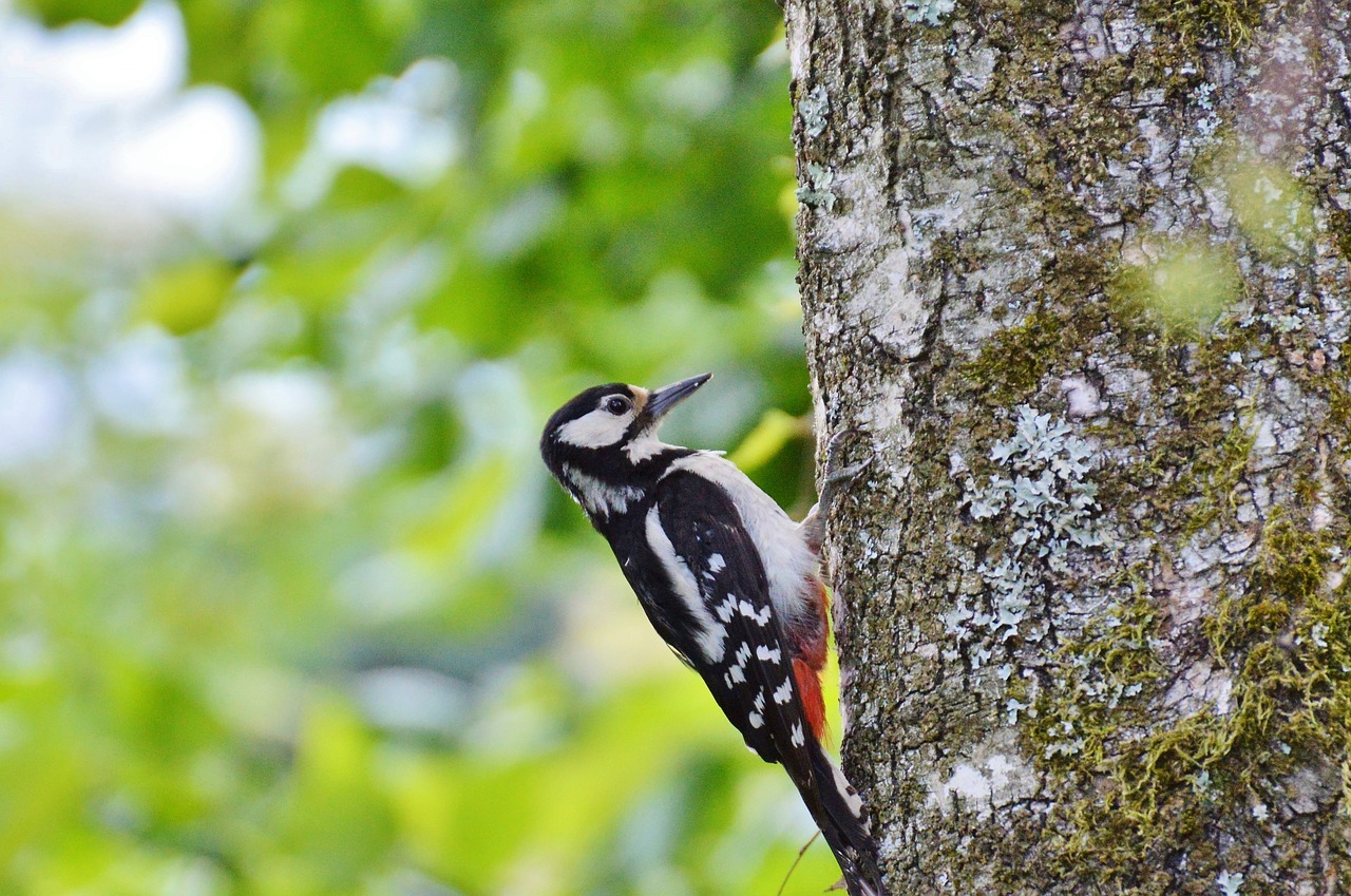 woodpecker great spotted woodpecker bird free photo