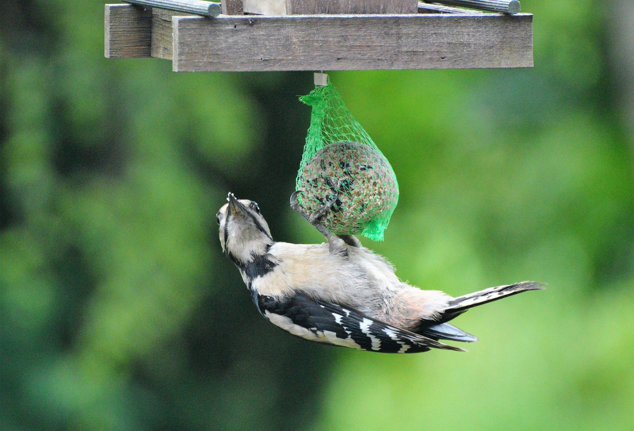 woodpecker great spotted woodpecker bird free photo