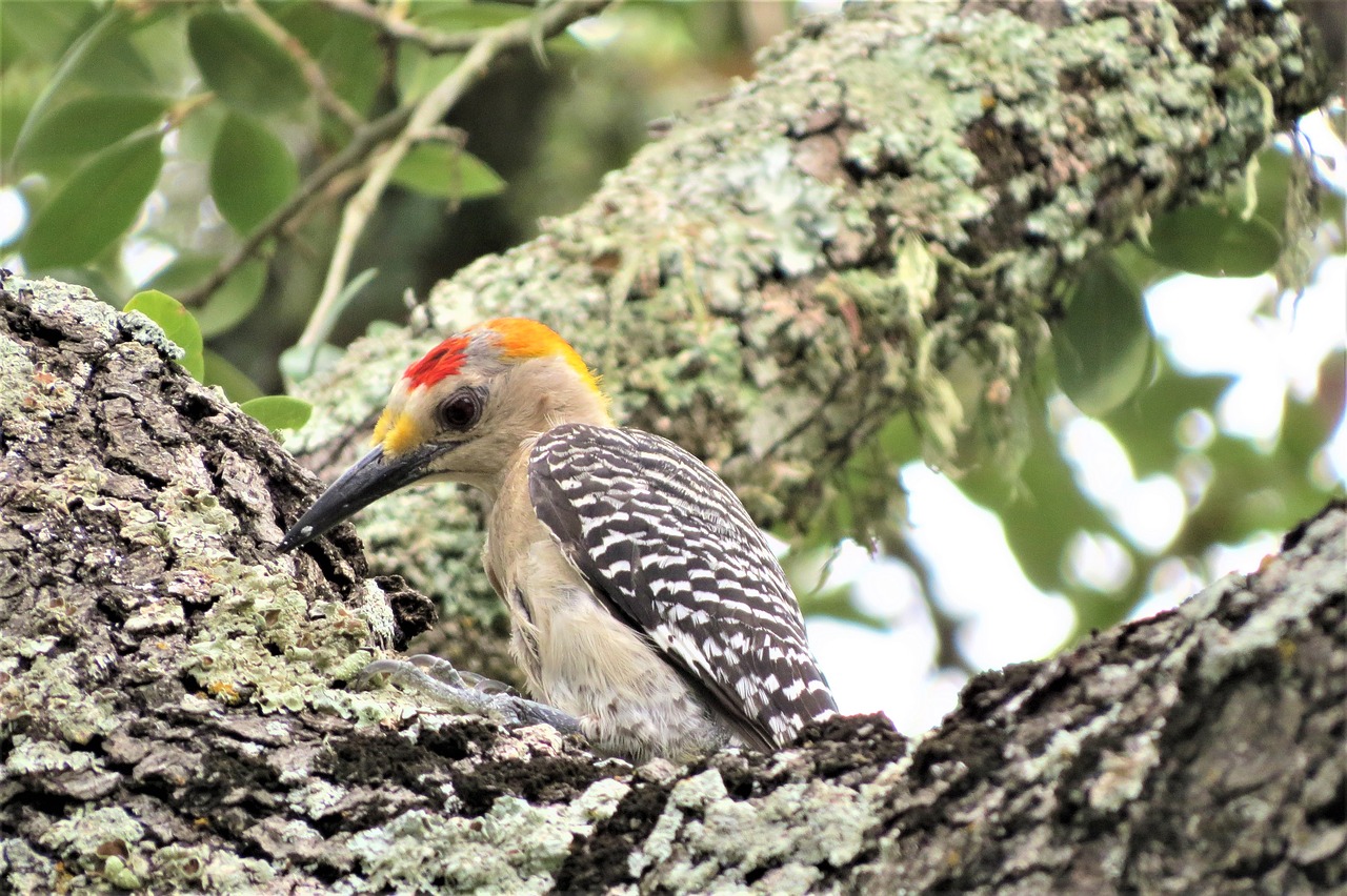 woodpecker colorful wildlife free photo