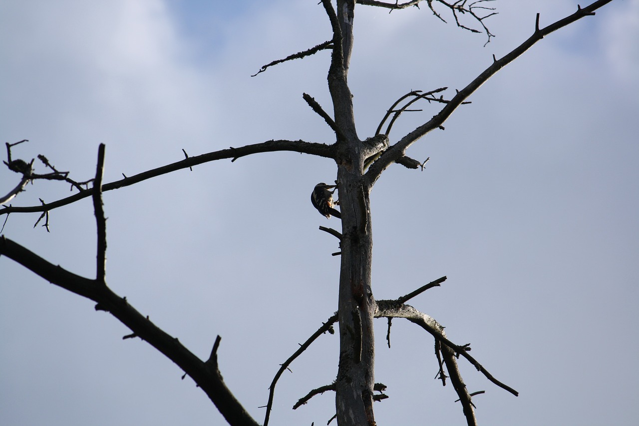 woodpecker tree silhouette free photo