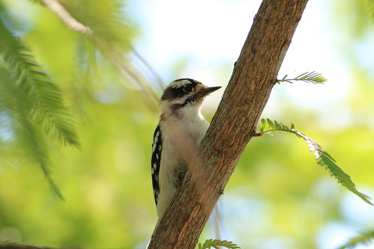 woodpecker bird nature free photo