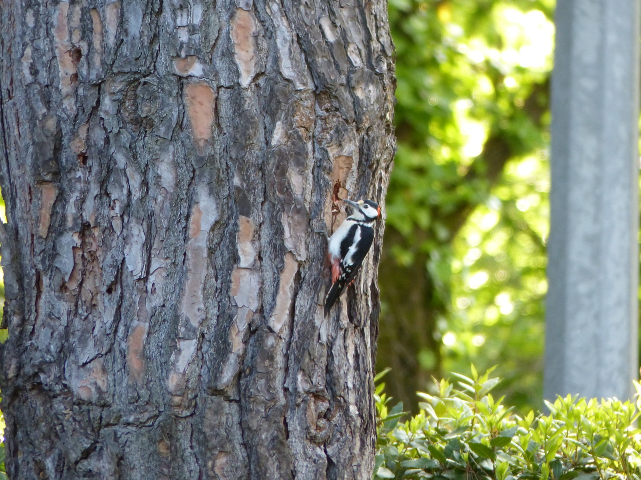woodpecker tree versilia free photo
