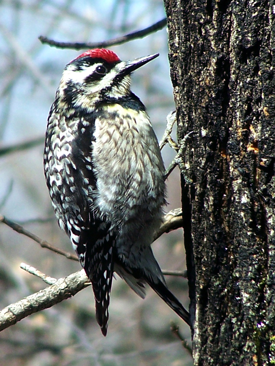 woodpecker bird nature free photo