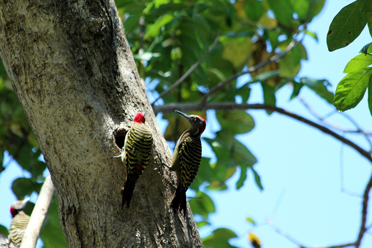 Download free photo of Woodpecker, hispaniolan woodpecker, melanerpes  striatus, birds, fauna - from 