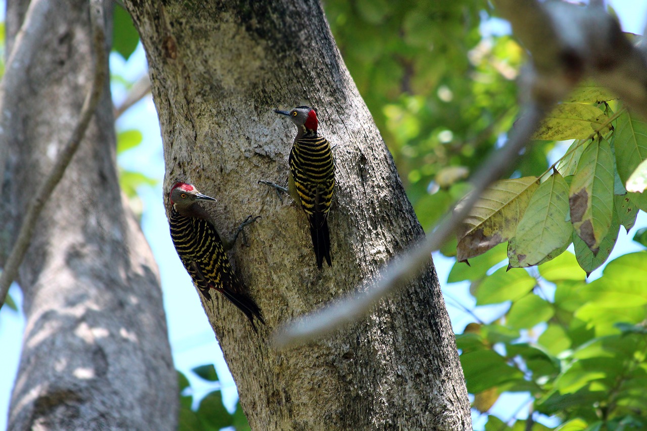 woodpecker  hispaniolan woodpecker  melanerpes striatus free photo