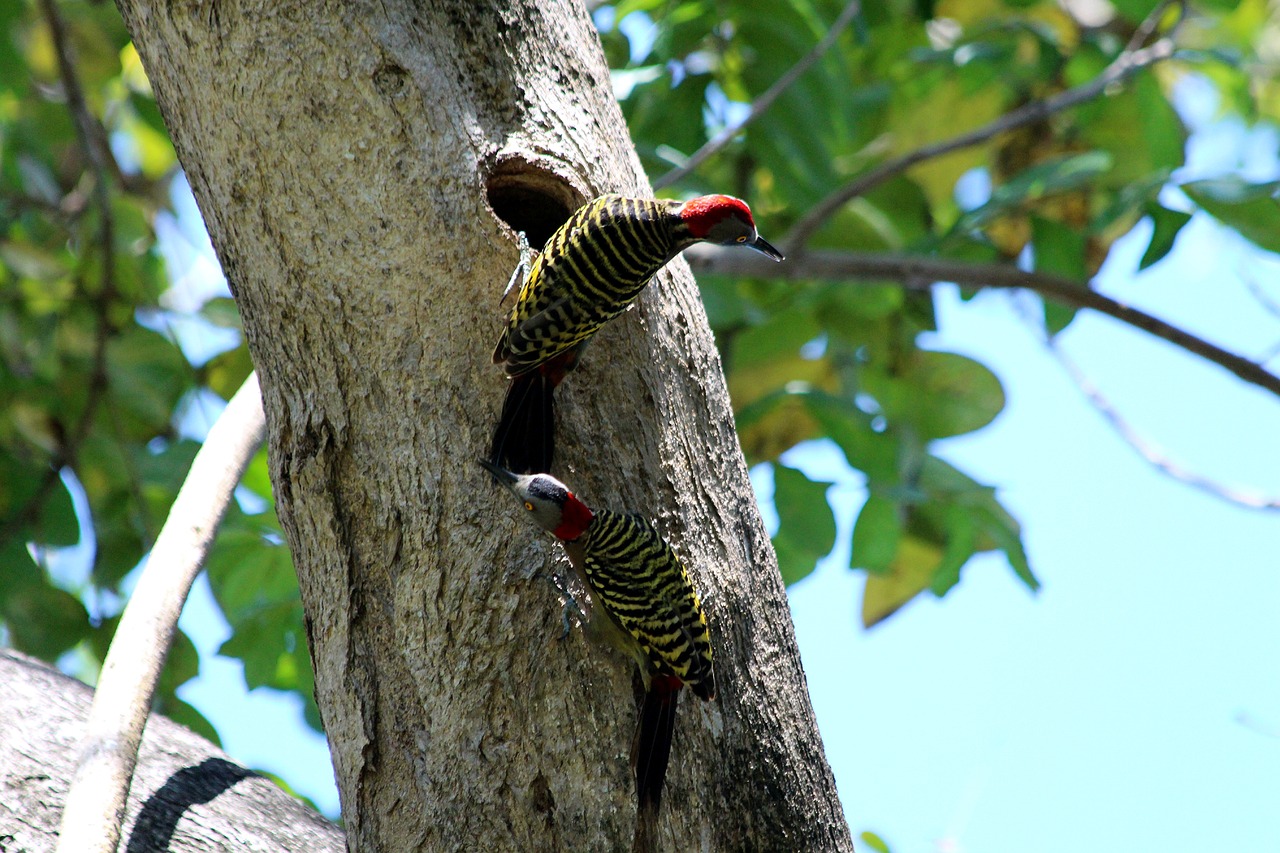 woodpecker  hispaniolan woodpecker  melanerpes striatus free photo