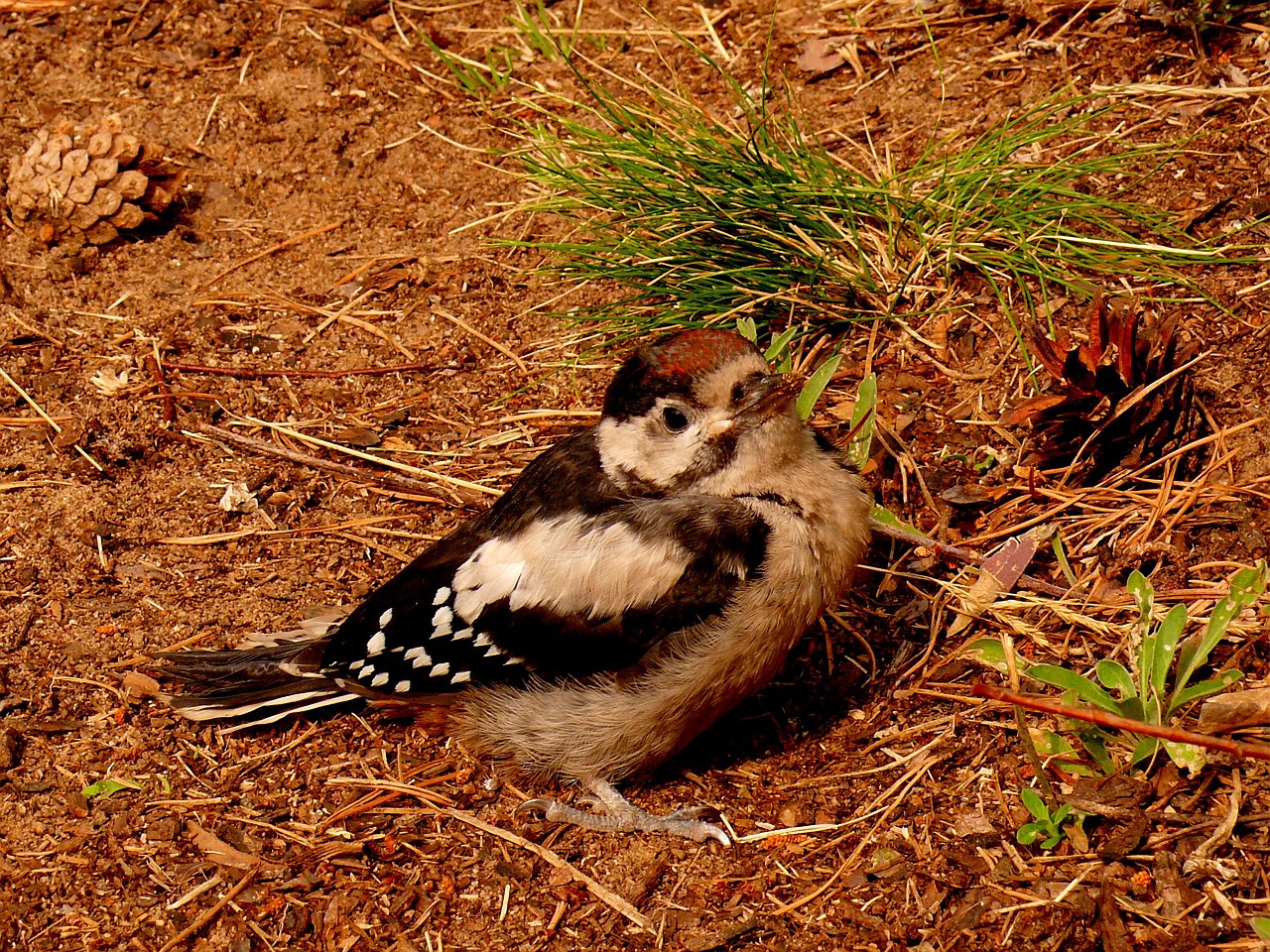 woodpecker federal woodpecker bird free photo