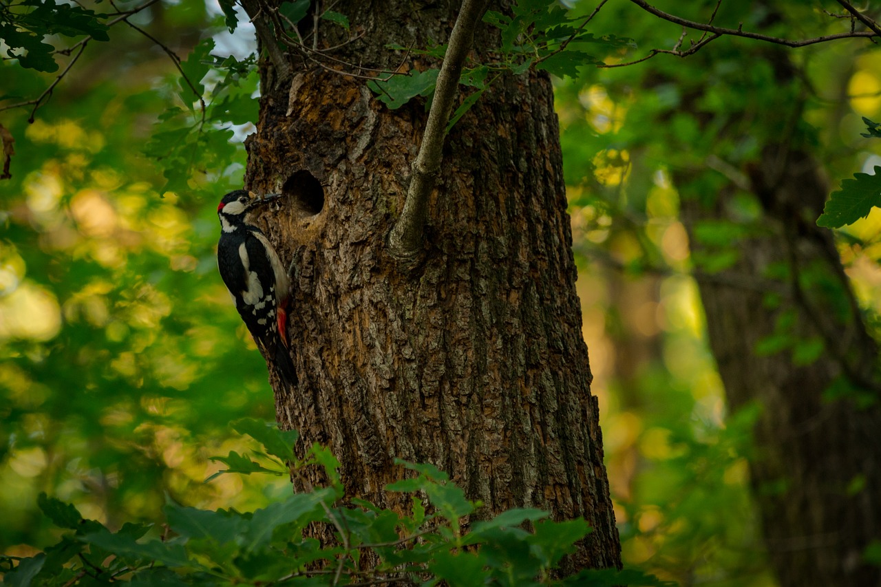 woodpecker  forest  nature free photo