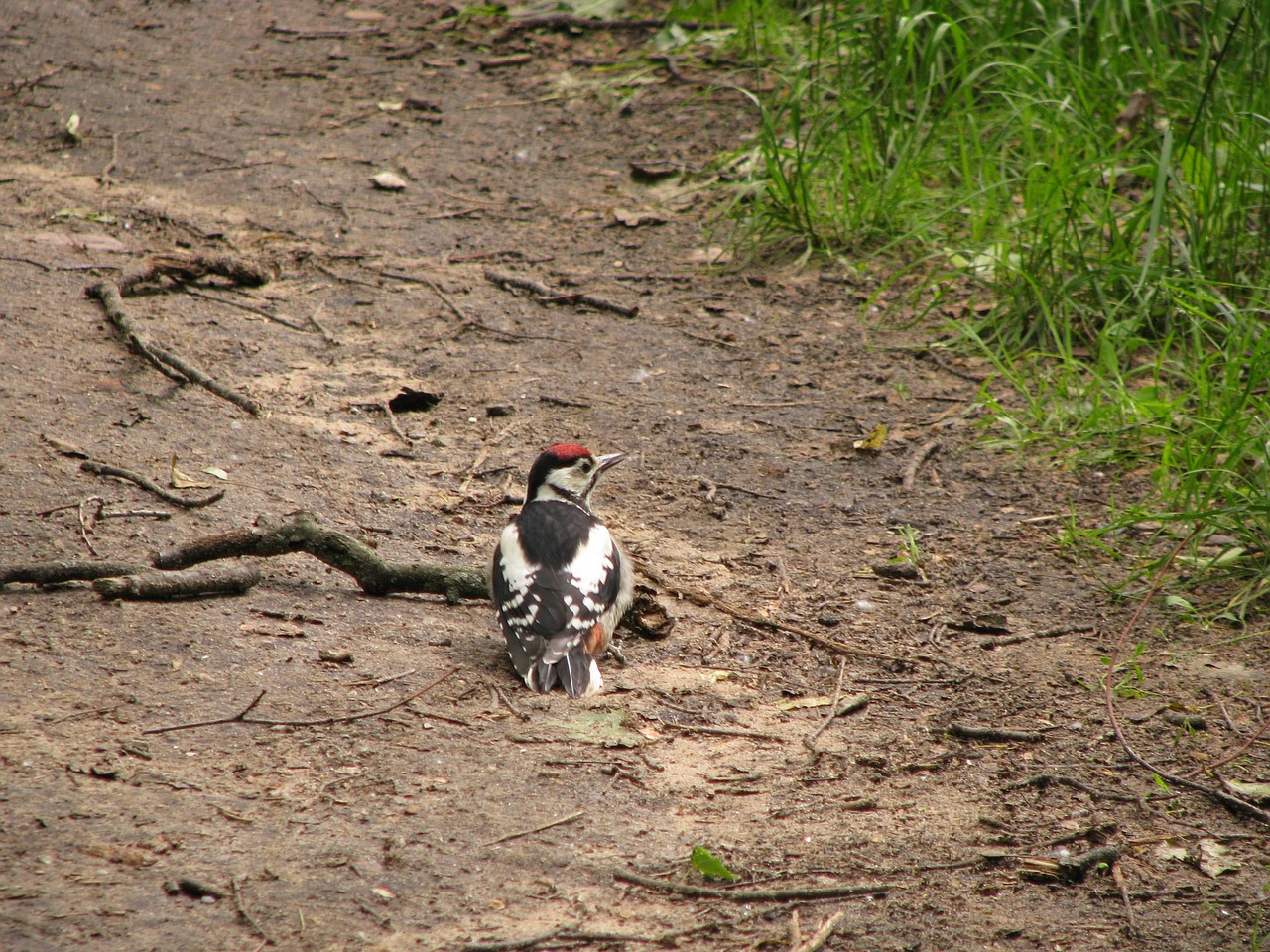 woodpecker  park  summer free photo