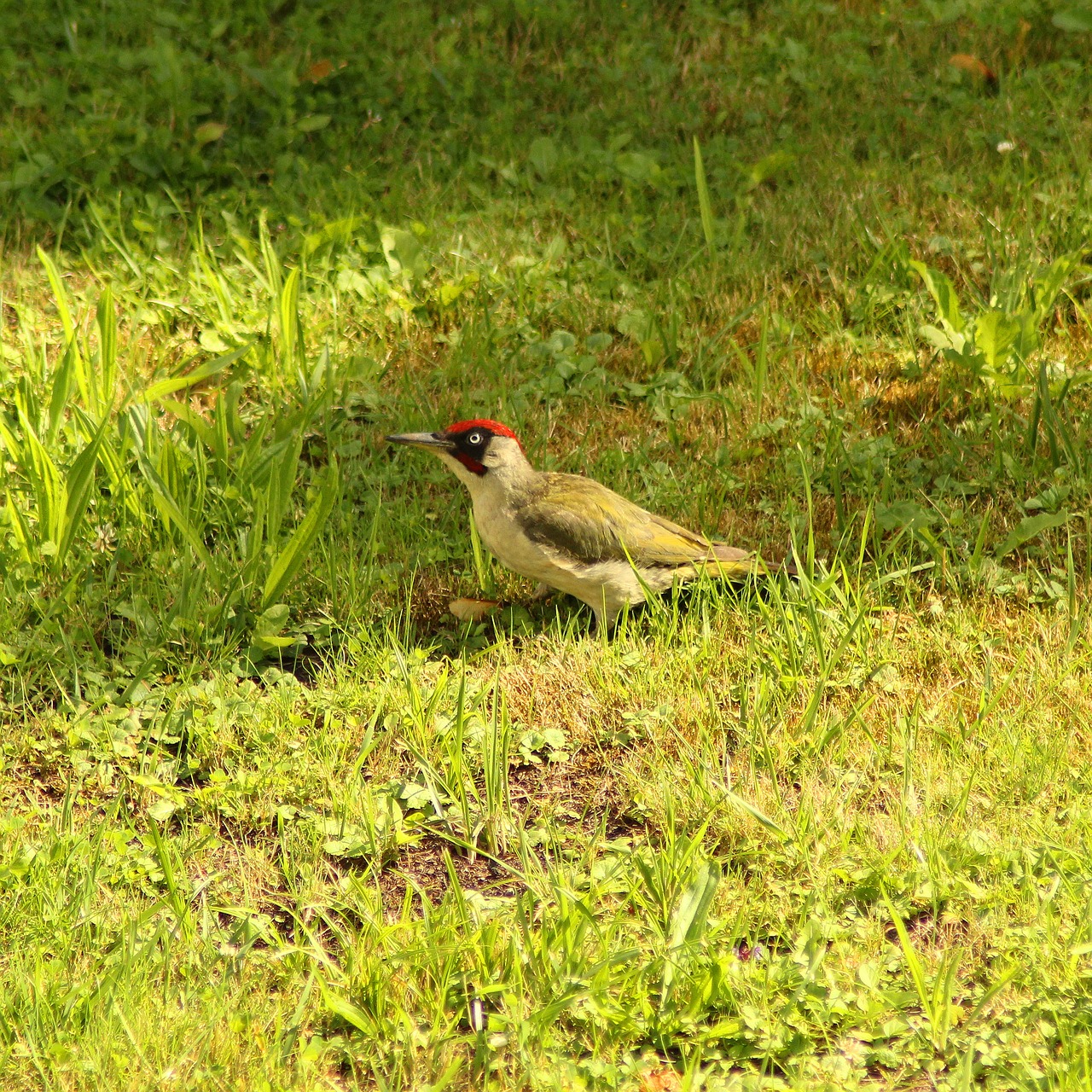 woodpecker  bird  green free photo