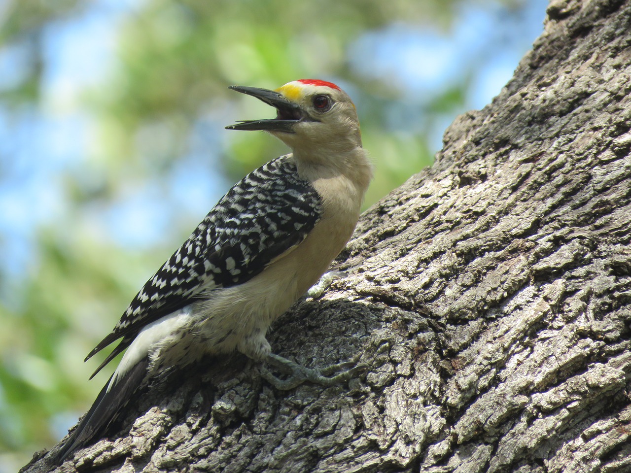 woodpecker  bird  wildlife free photo