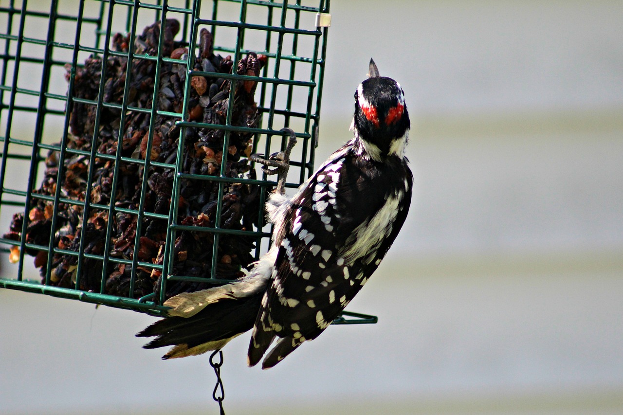 woodpecker  hairy woodpecker  bird free photo