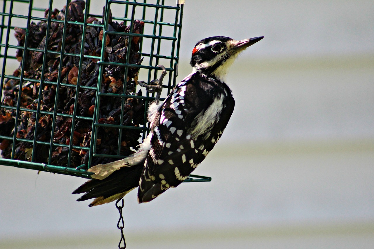 woodpecker  hairy woodpecker  bird free photo