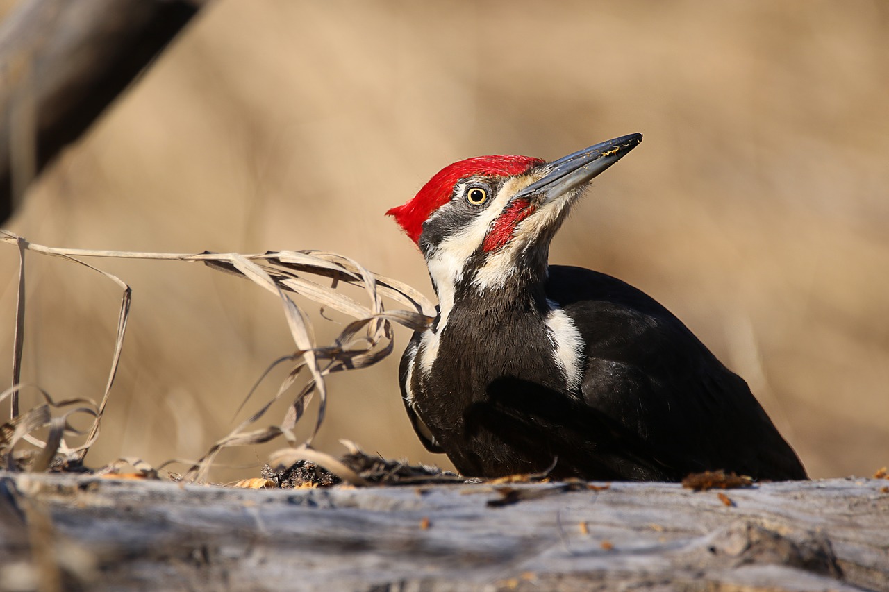 woodpecker  bird  wildlife free photo