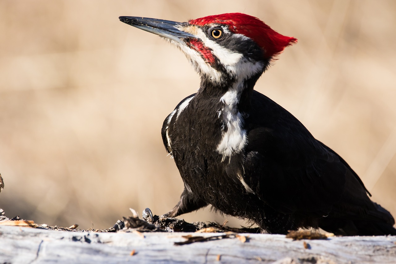 woodpecker  bird  wildlife free photo