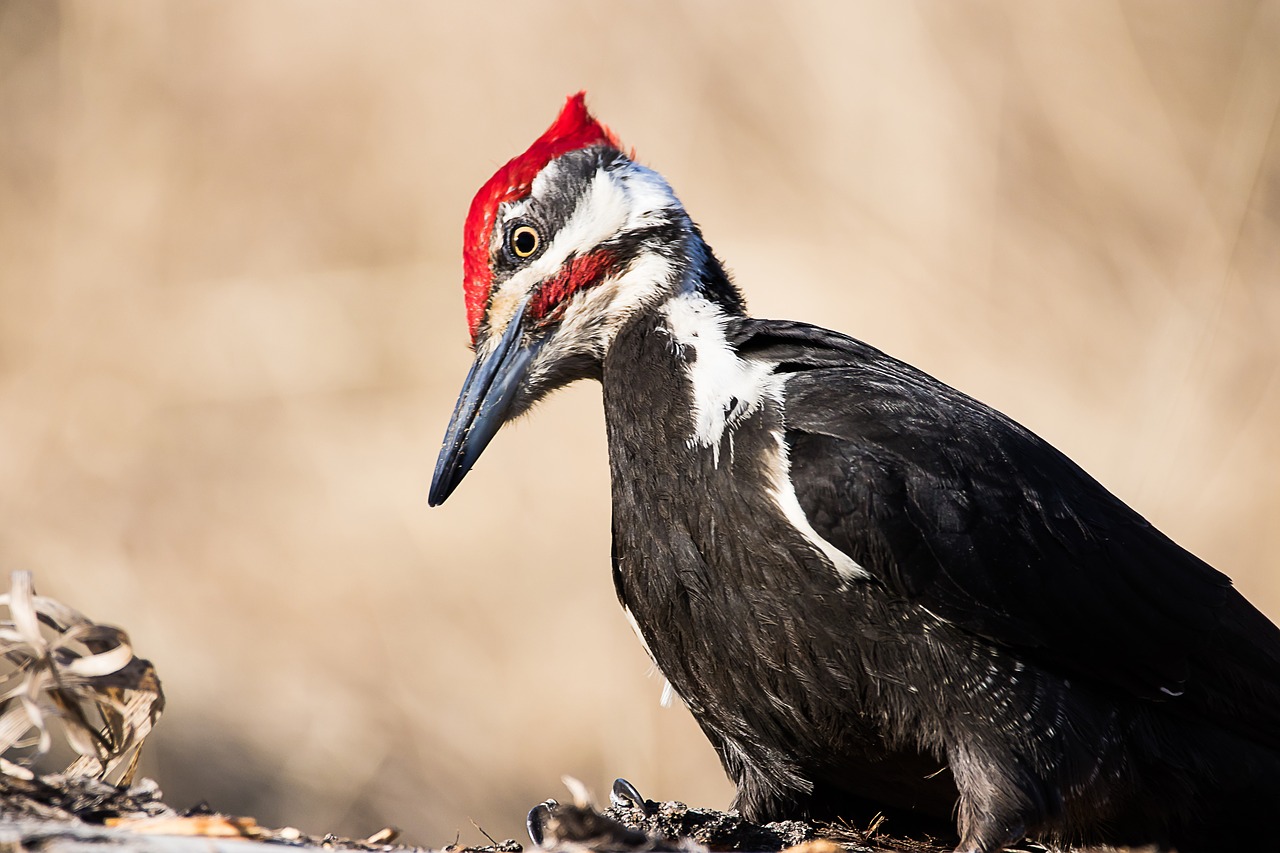 woodpecker  bird  nature free photo