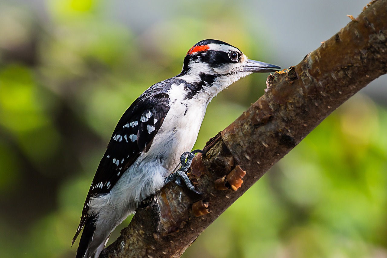 woodpecker  nature  bird free photo