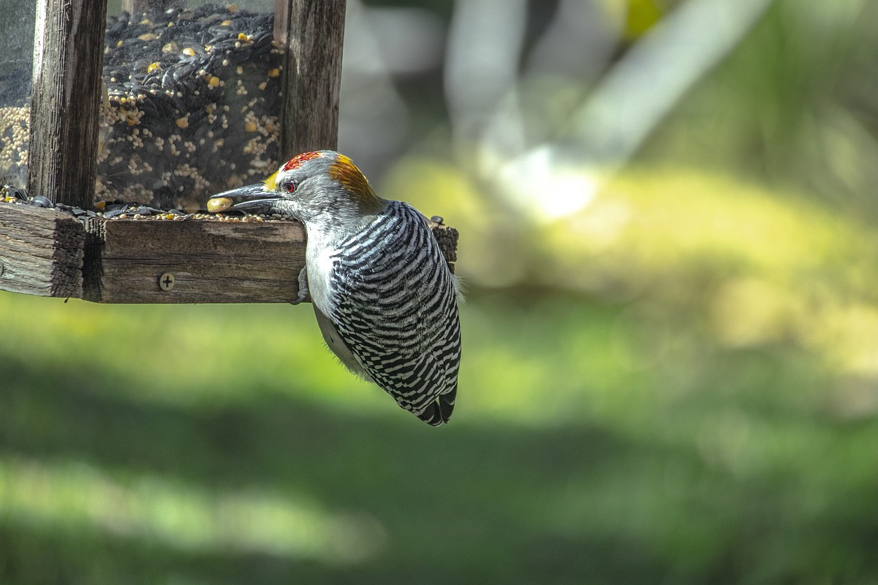 woodpecker  wildlife  colorful free photo