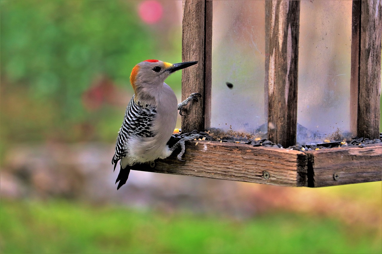 woodpecker  wildlife  nature free photo