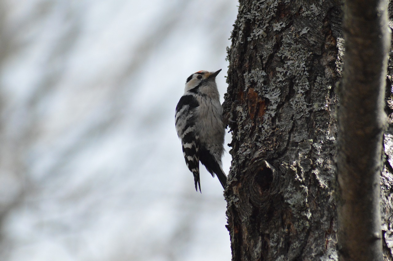 woodpecker  the birds  nature free photo