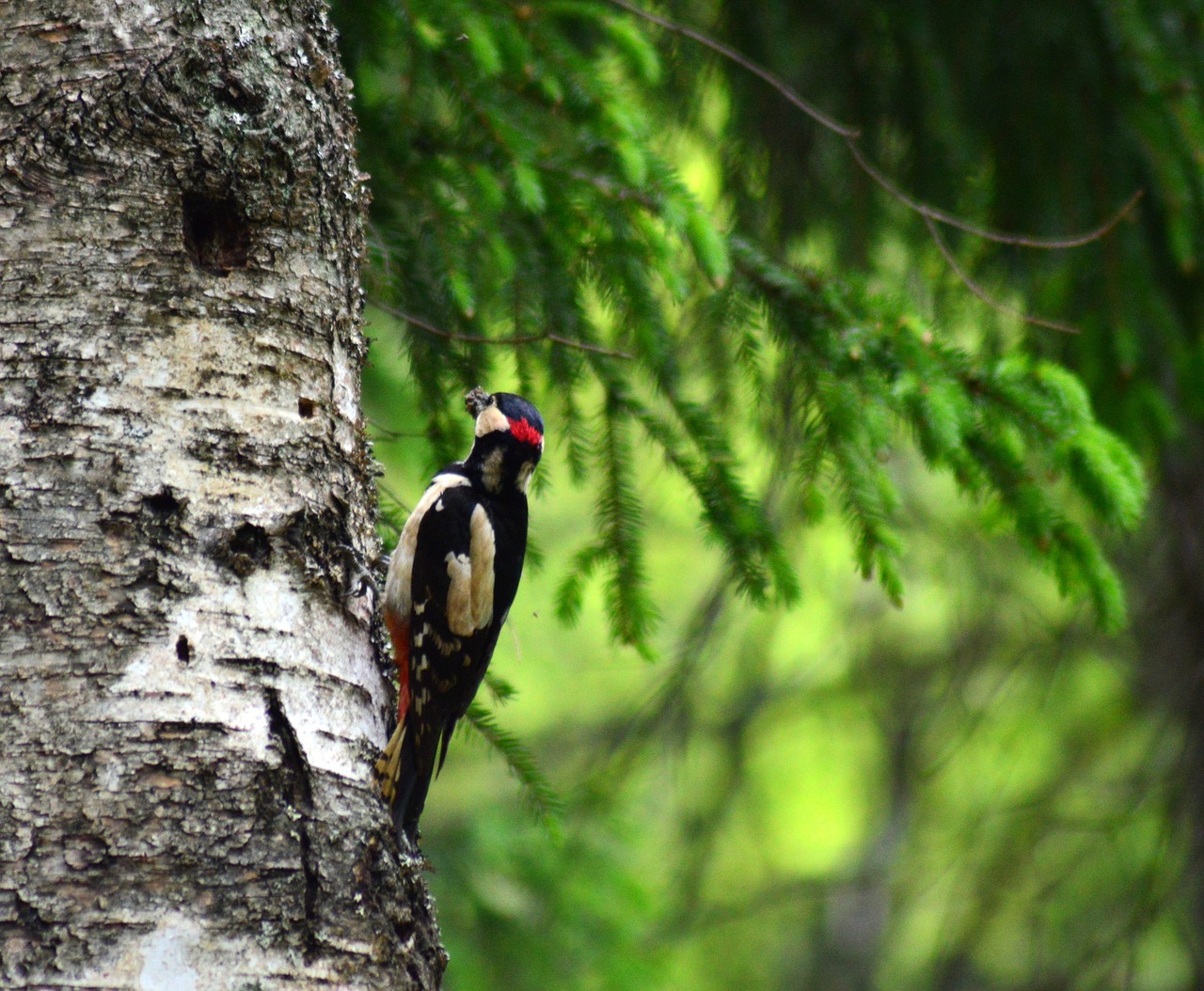 woodpecker  forest  nature free photo
