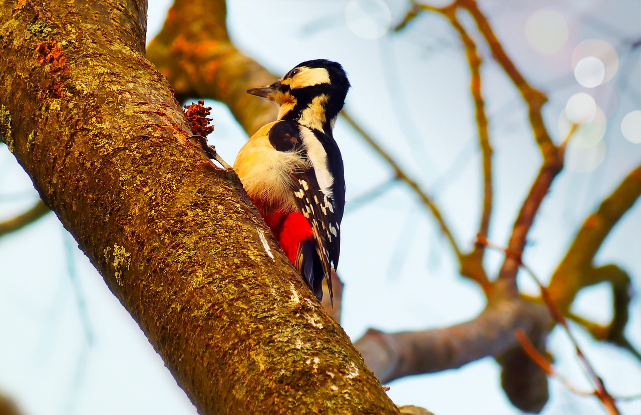 woodpecker  bird  useful free photo