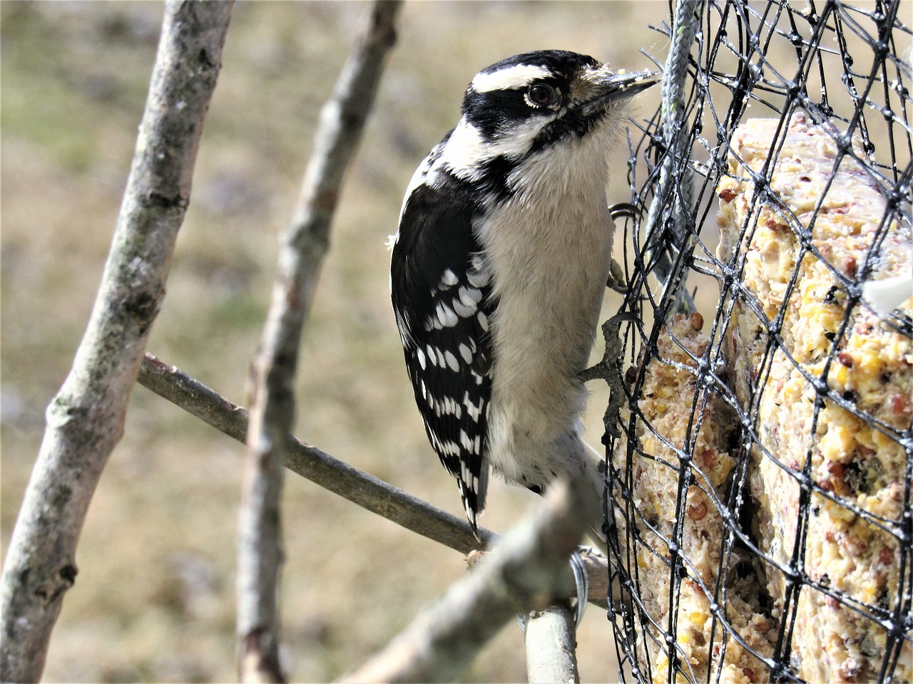 woodpecker  downy  downy woodpecker free photo