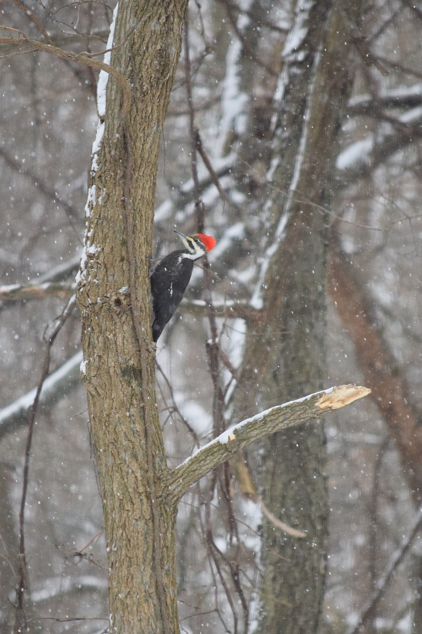 woodpecker  bird  foraging free photo
