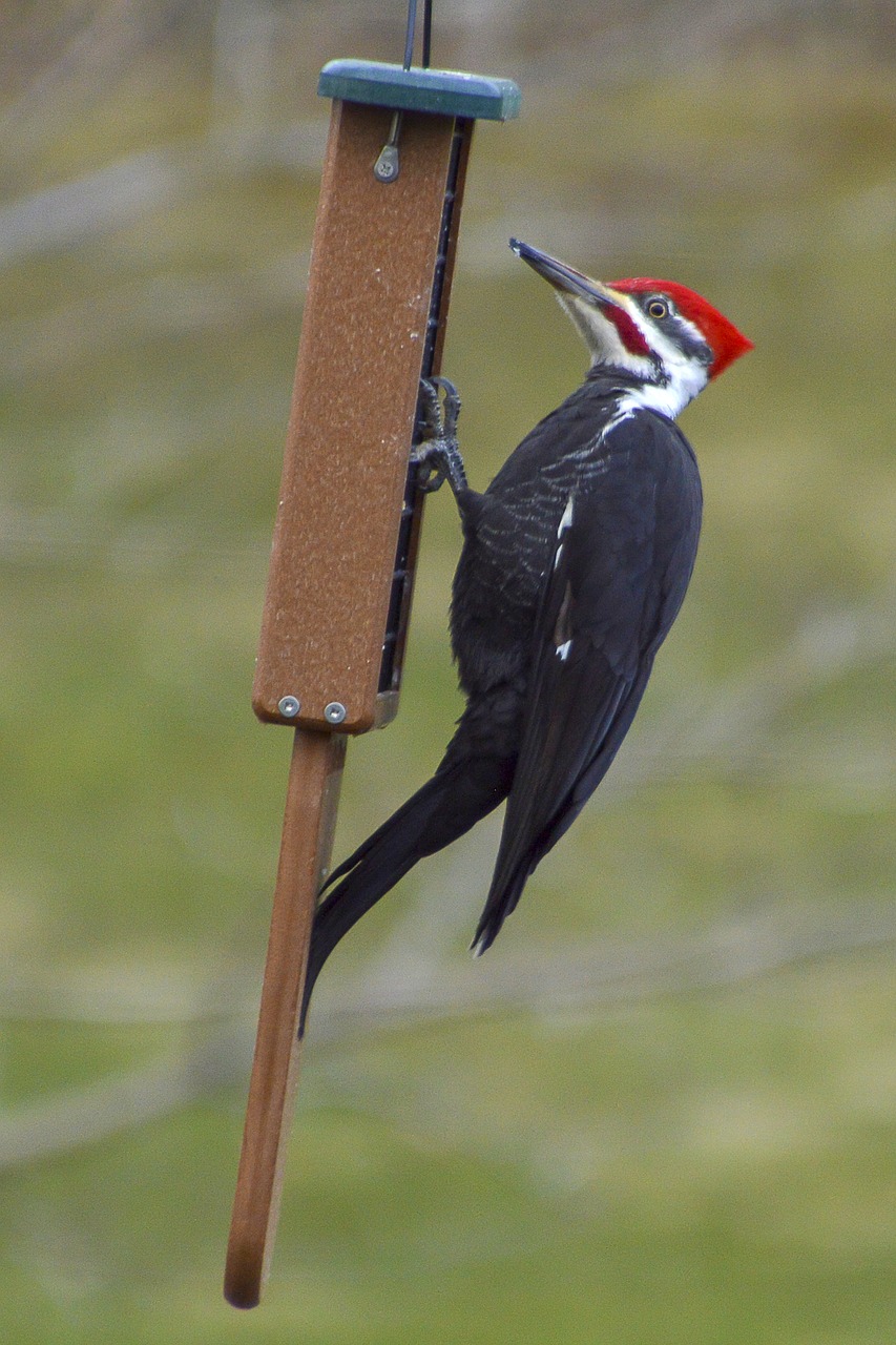woodpecker  pileated  bird free photo