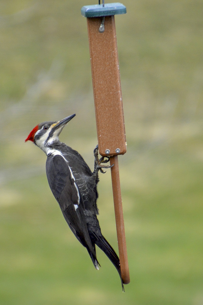 woodpecker  pileated  feeder free photo