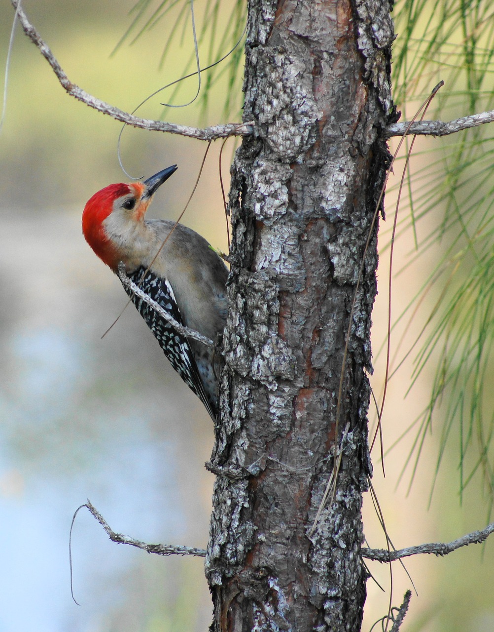 woodpecker  young  bird free photo