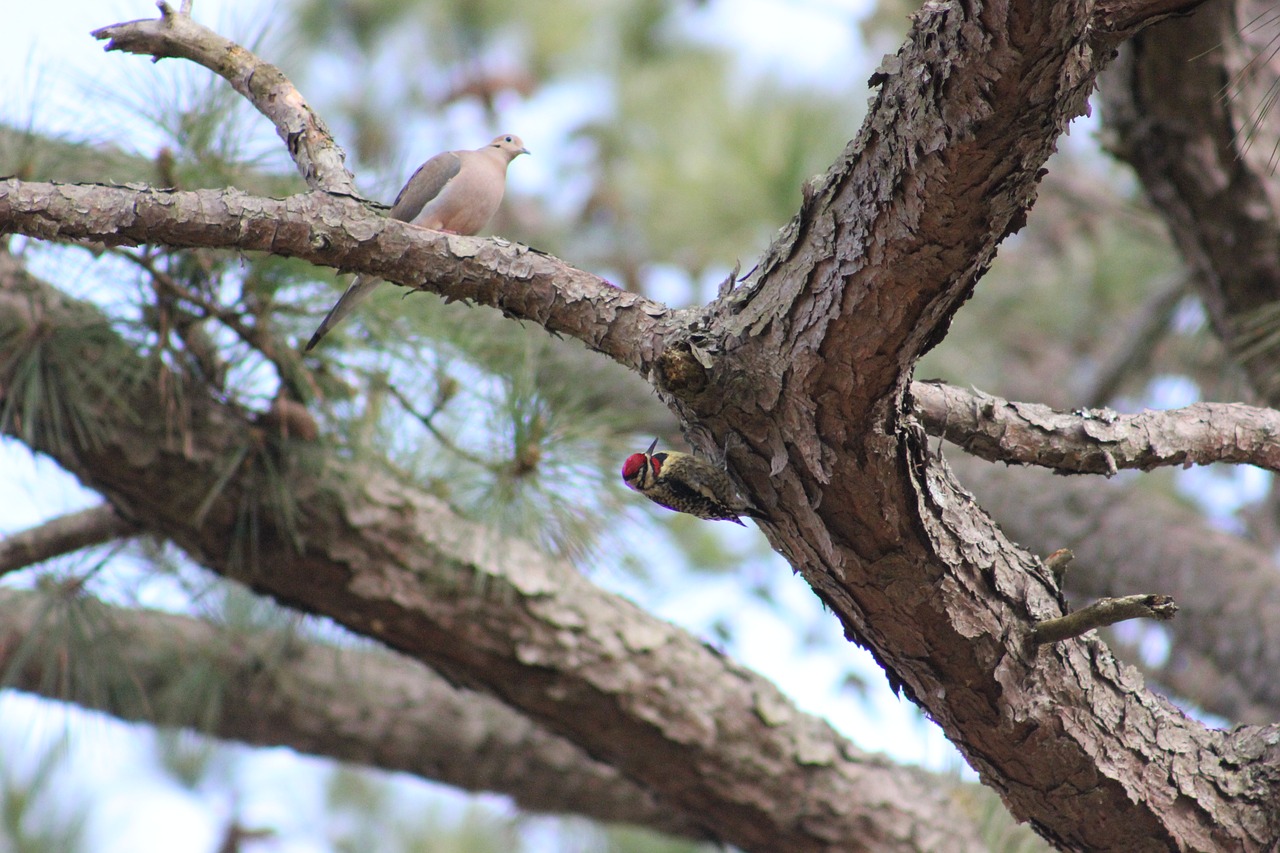 woodpecker  dove  birds free photo