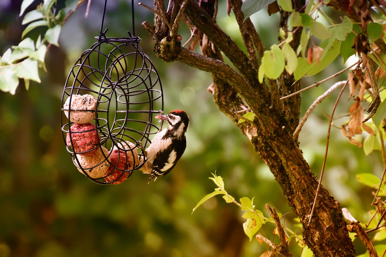 woodpecker  food  fat balls free photo