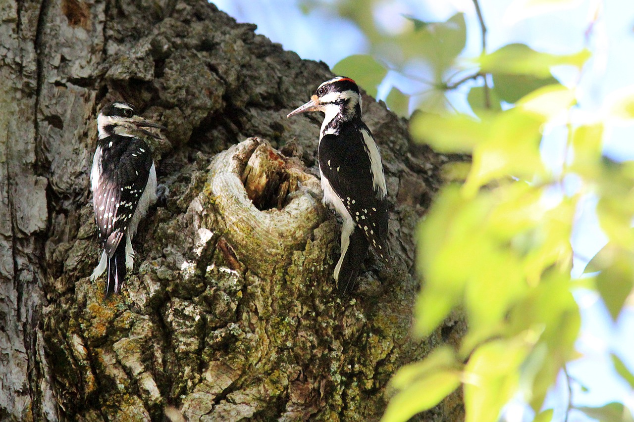 woodpecker male female free photo