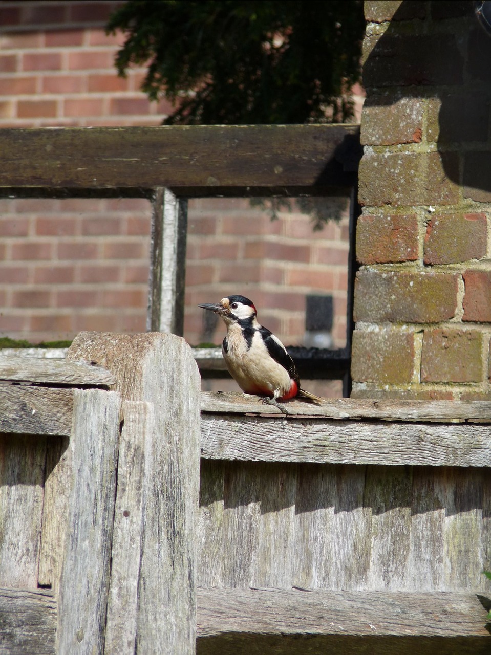 woodpecker birds nature free photo