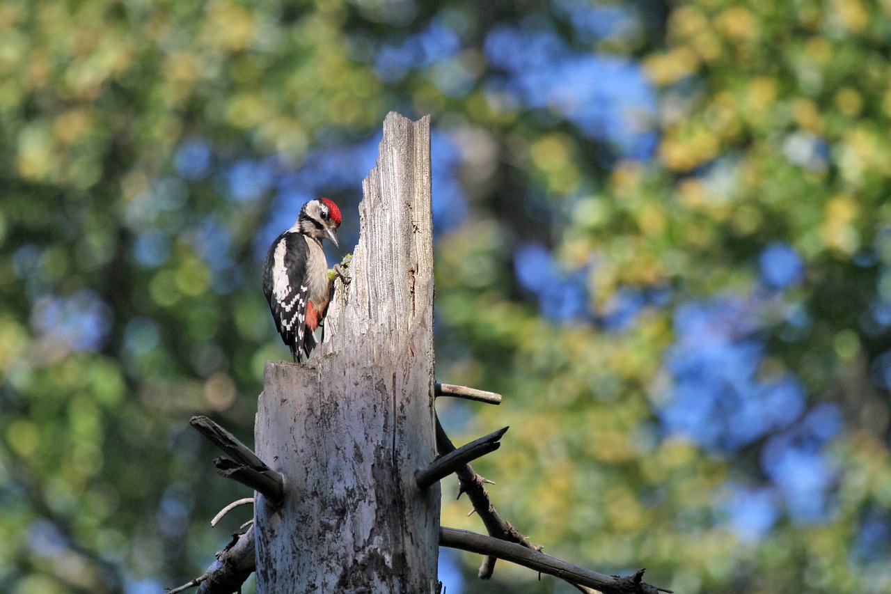 woodpecker bird forest free photo