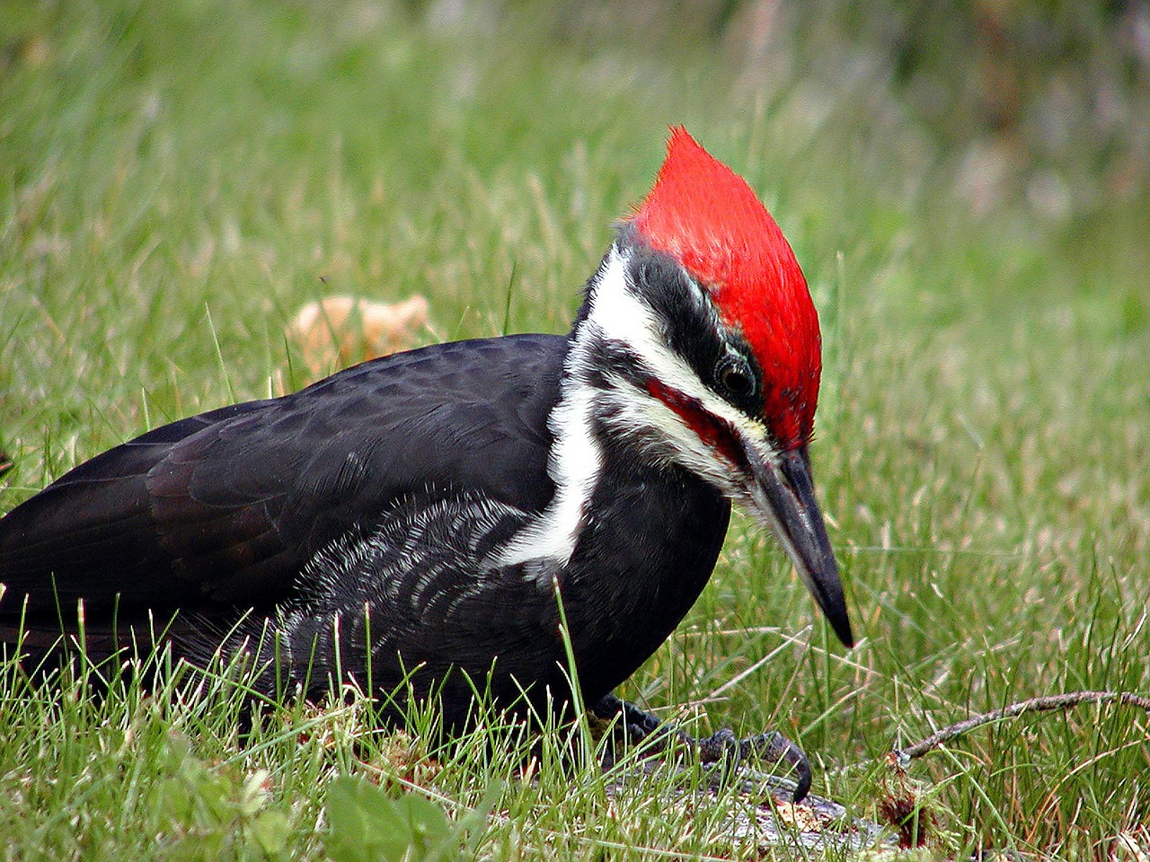 woodpecker wild bird free photo