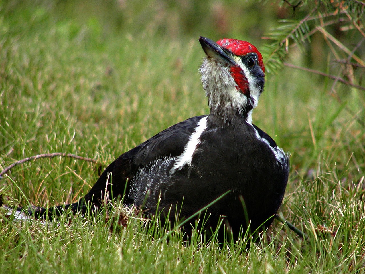 woodpecker wild bird free photo